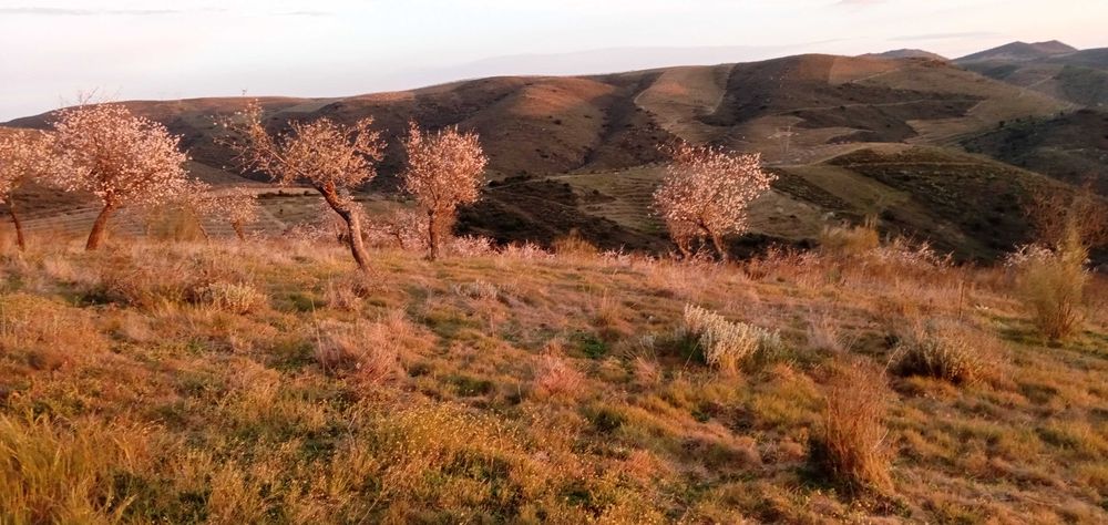 Terrenos agricolas DouroBragança- Torre Moncorvo- Açoreira Desde 1950E