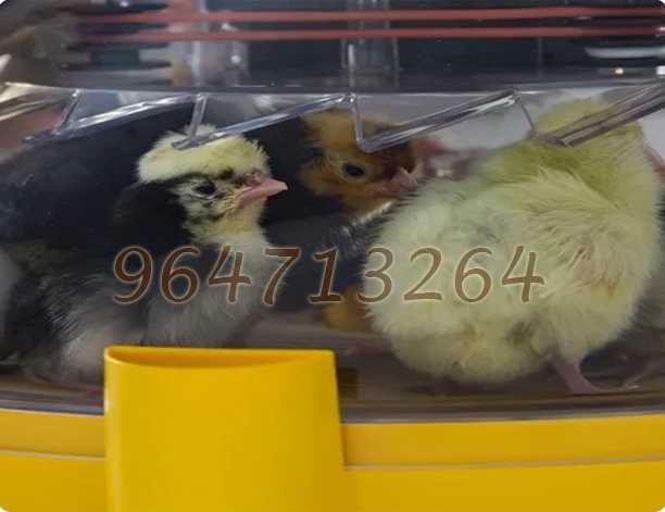 Chocadeira - Incubadora BRINSEA Maxi 24 Digital - tecnologia sem agua