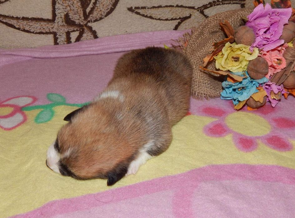 Мальчики Вельш Корги Пемброк