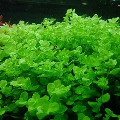 Микрантемум тенистый. Акваріумні рослини