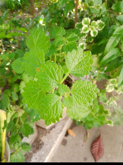 Planta de incenso e mirra