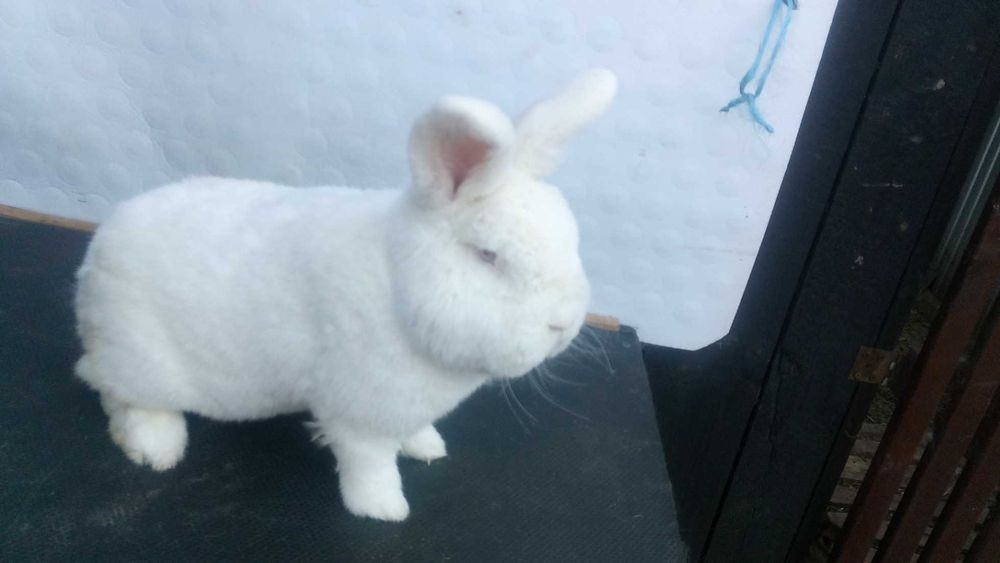 Króliki Nowozelandzkie Białe