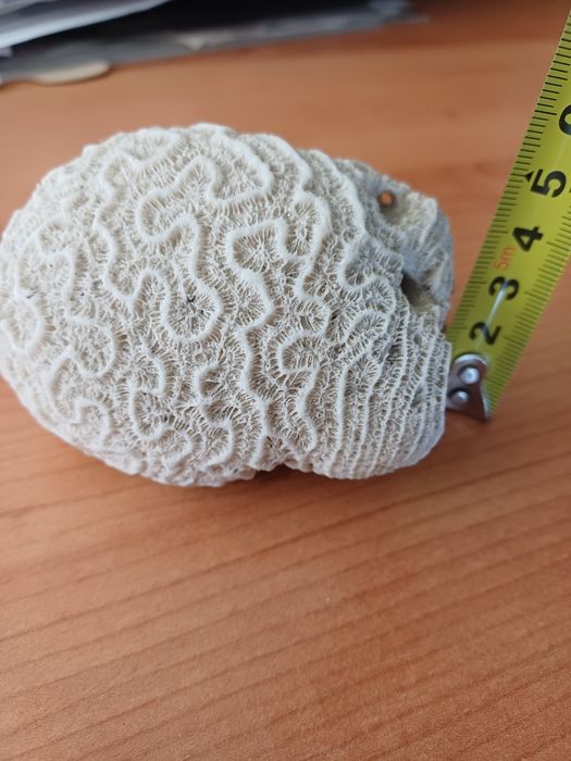 Pedra de Coral Natural Branca