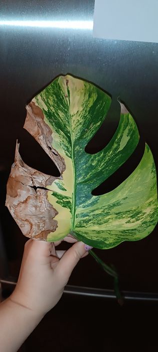 Monstera marmorata Yellow  Tricolor