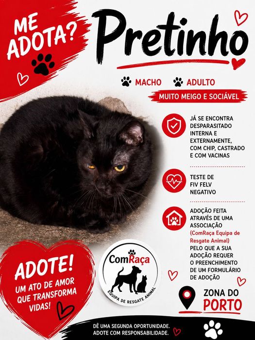 Gatinho para adoção responsável