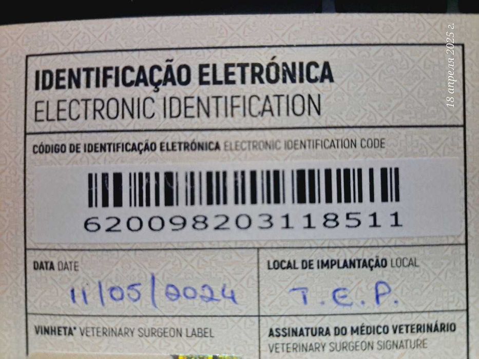 Gatinho criado em ambiente familiar