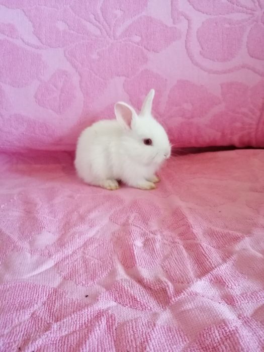 Króliczek miniaturka karzełek