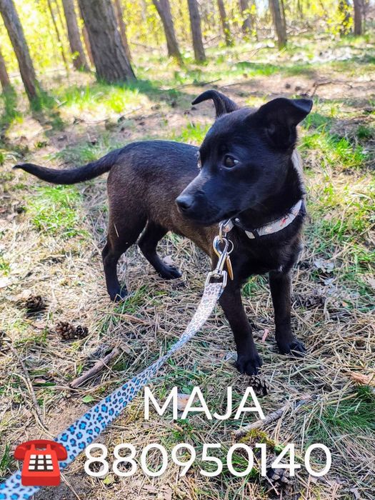 Mają szczeniak do adopcji