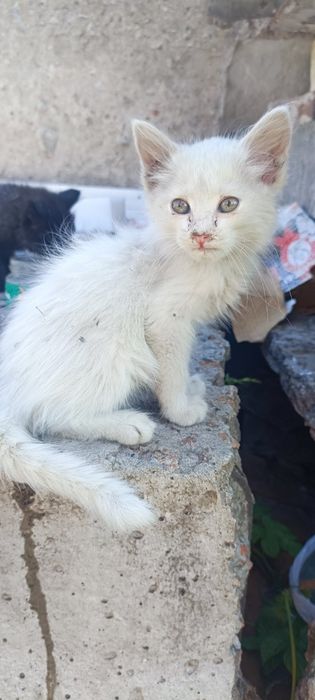 Кошеня, хлопчик, 3 місяці в пошуках господаря