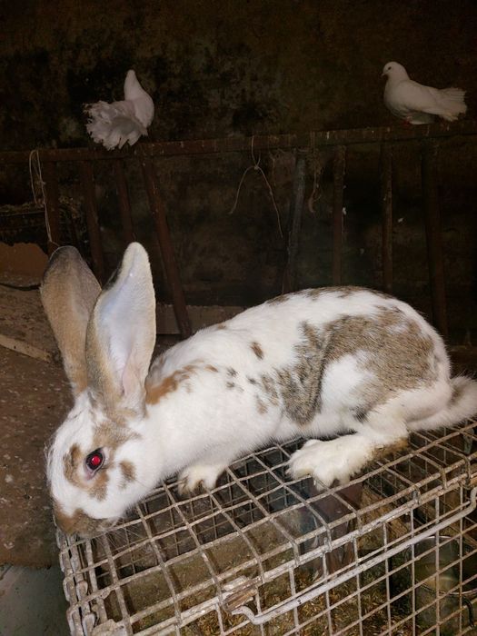 Samice belga olbrzyma