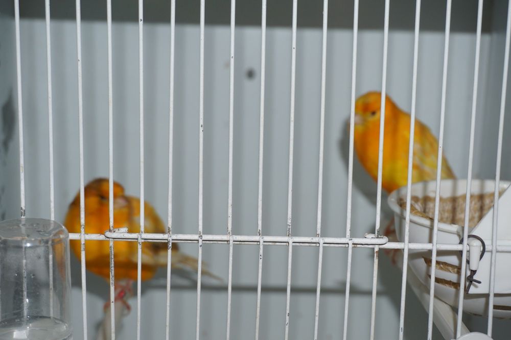 Casal de Canários Yorkshire