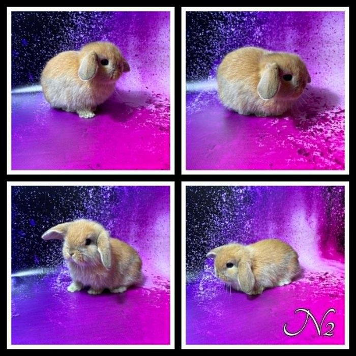 Mini Lop - samczyki i samiczki