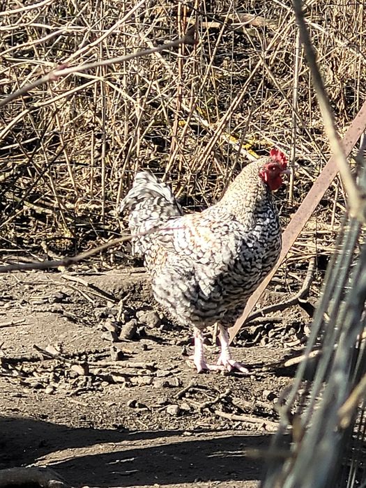 Koguty zeszłoroczne