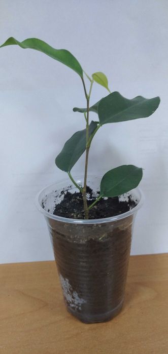 Черенки  фікусів