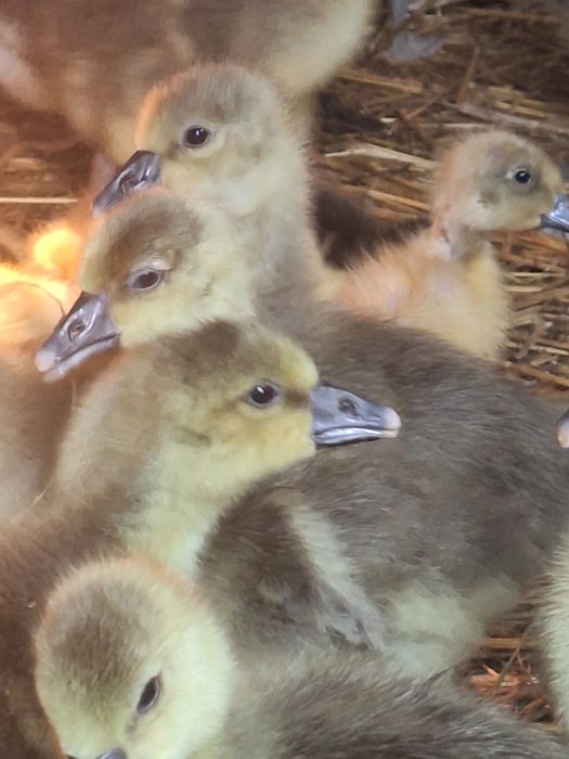 Sprzedam Gęsi landes