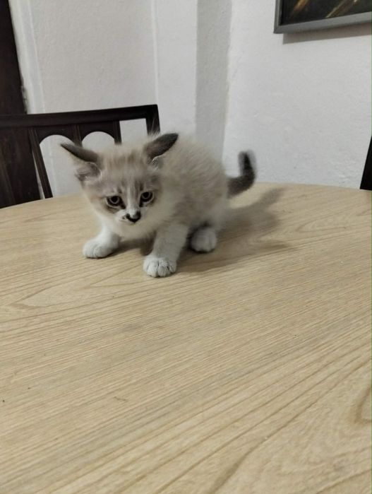 Gatinhos Para Dar