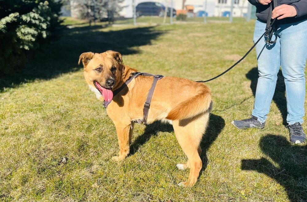 Guliwer w typie labradora do adopcji