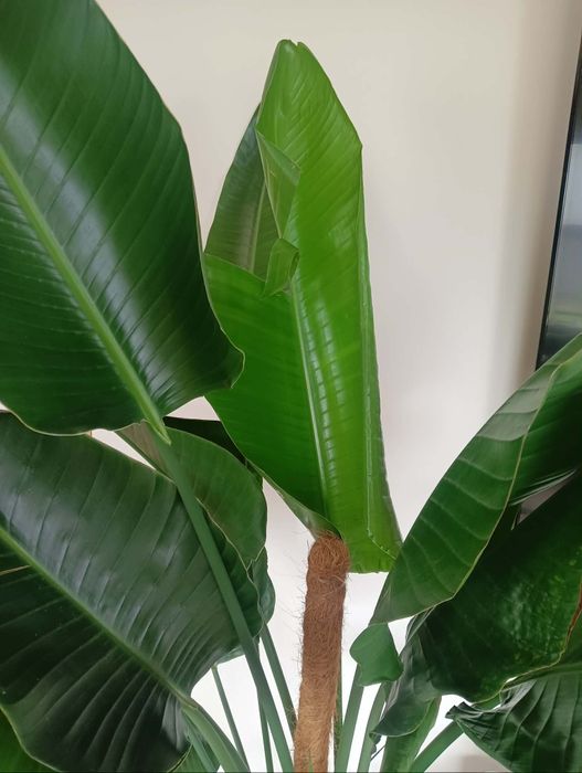 Strelicja 180 cm