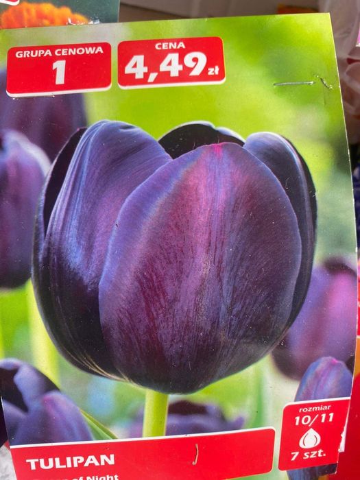 Тюльпани 60 грн пачка