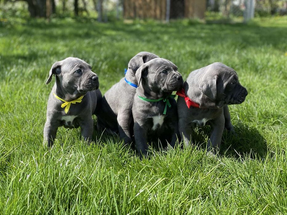 Cane corso Italiano-від розплідника