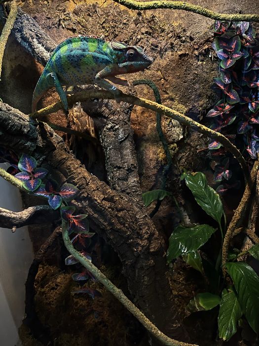 Terrarium dla kameleona/gekona/agamy/jaszczurki