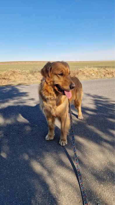Golden Retriver złoty