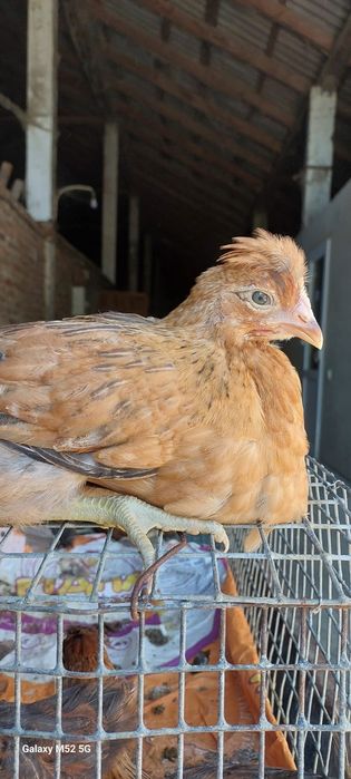 КуриОПТ,Ломан Браун,Домінант