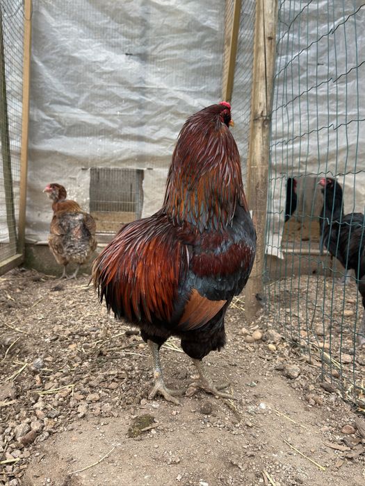 Casal Raça Araucana