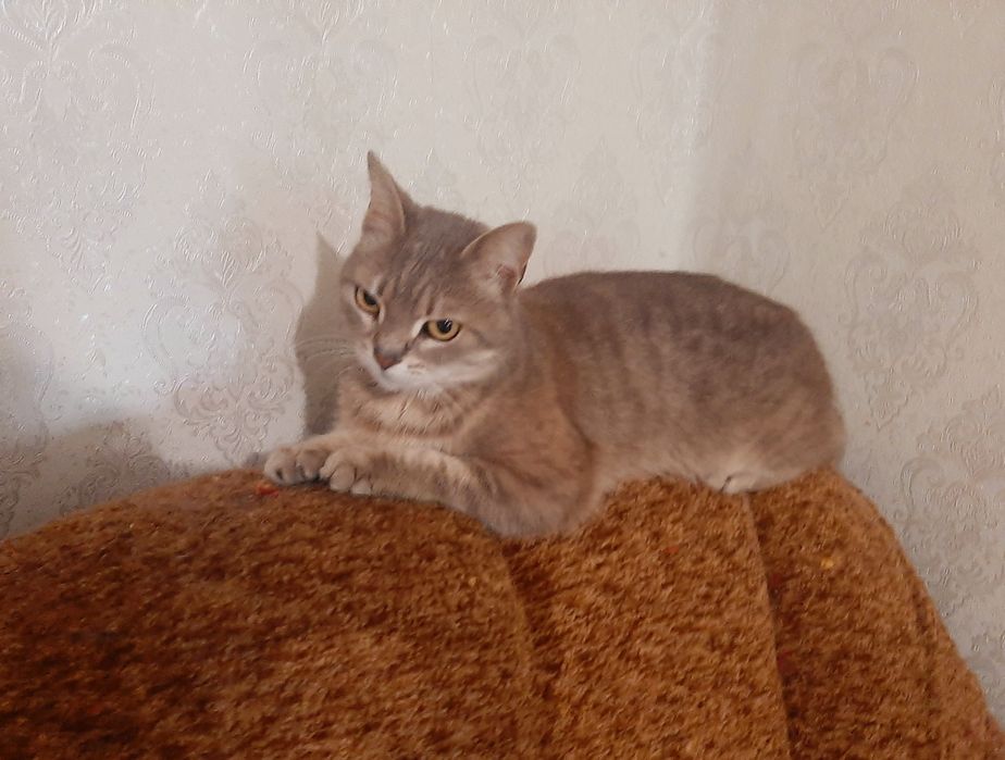 Кошечка ищет дом
