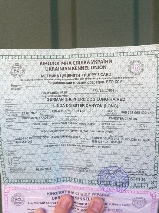 Продається дівчинка Німецької вівчарки д.ш
