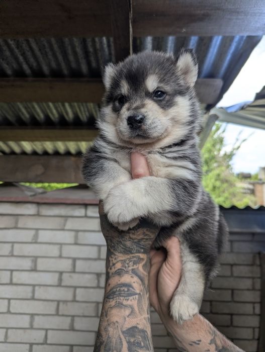 Хлопчик!  Дівчина! Продаж !