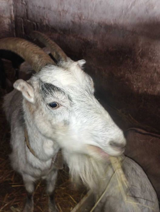 Продам кози,козлики,козлята