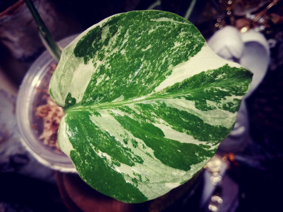 Monstera Alba Variegata NOWA biała piękna roślina jedwab philodendron