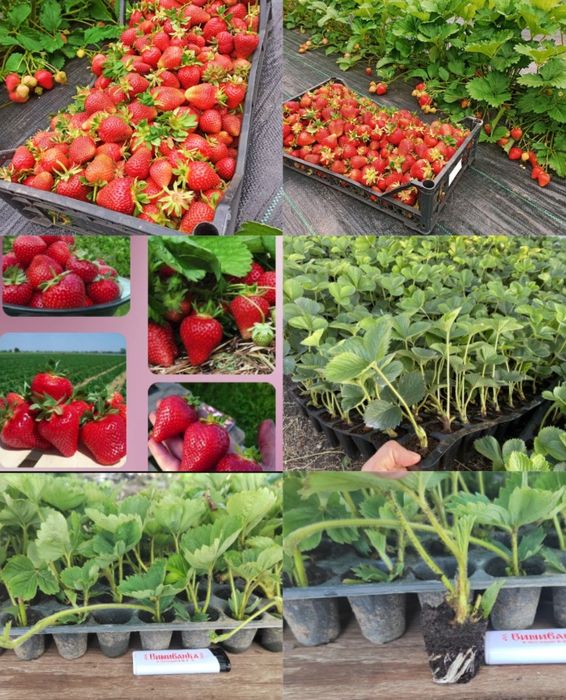 Саджанці у касеті великоплідної полуниці