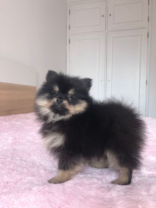 Macho Lulu da Pomerânia Mini