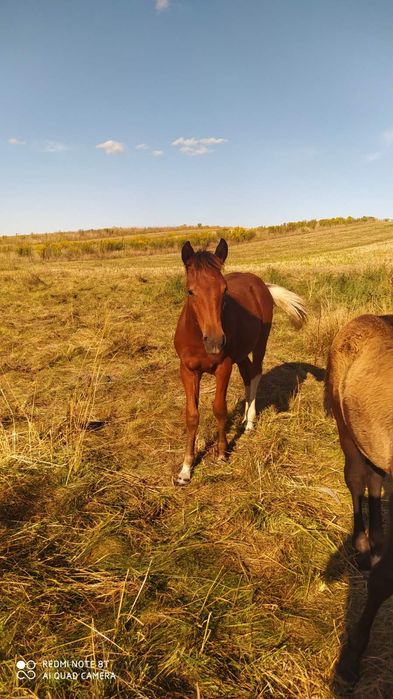 Продається лошиця 3 роки