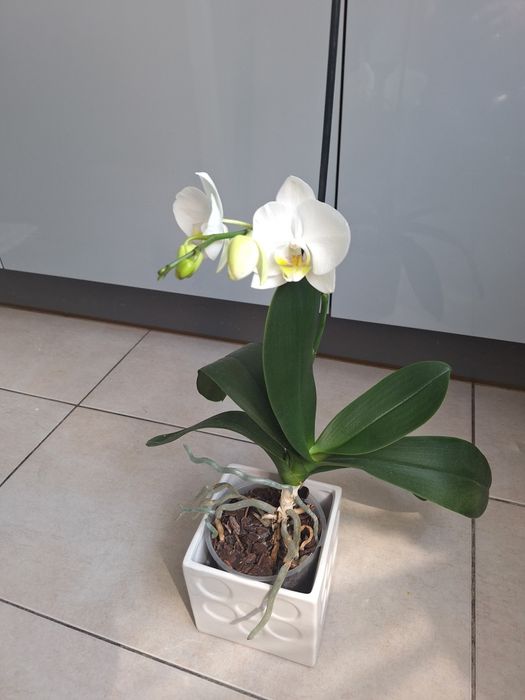 Storczyk orchidea