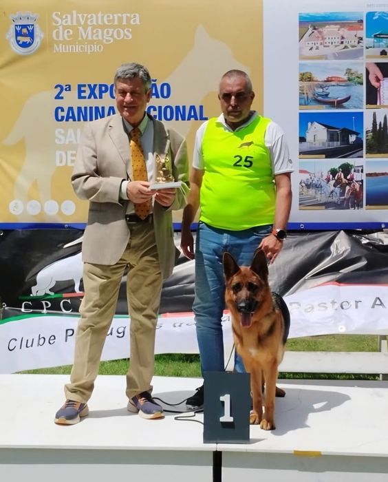 Macho de Cão de Pastor Alemão Pêlo Comprido