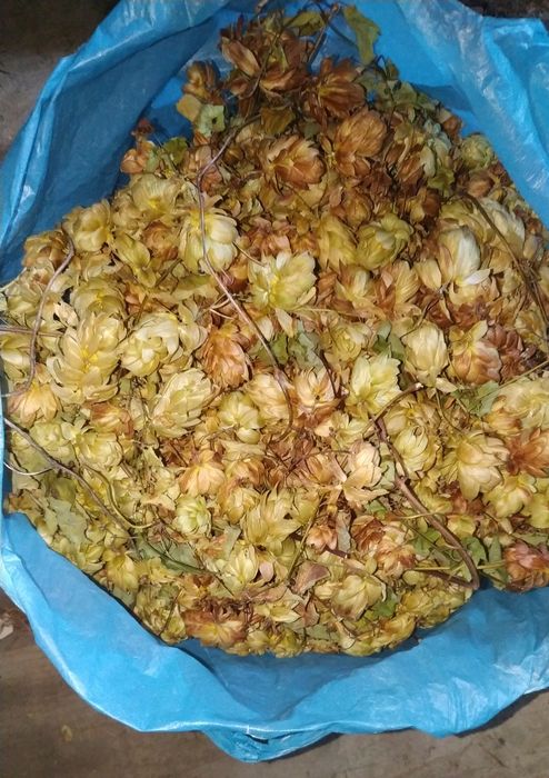 меліса полин нехворощ хміль шишка