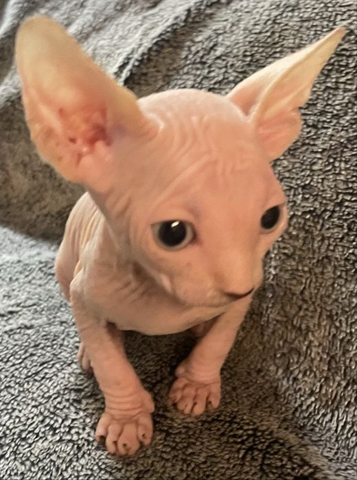Gatinho Sphynx nascido 20/04