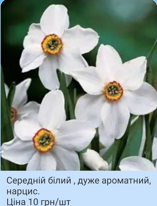 Квіти, нарциси та інші