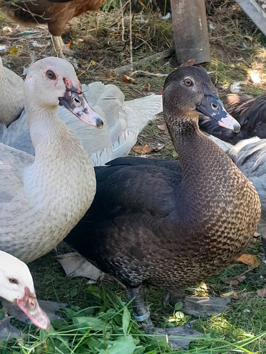 Kaczki w barwie perlowej i dzikiekj