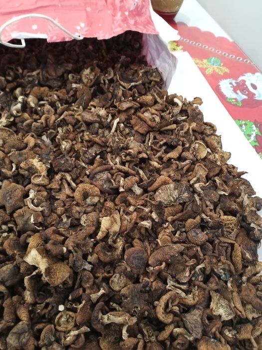 Dobrze wysuszone grzyby opieńki