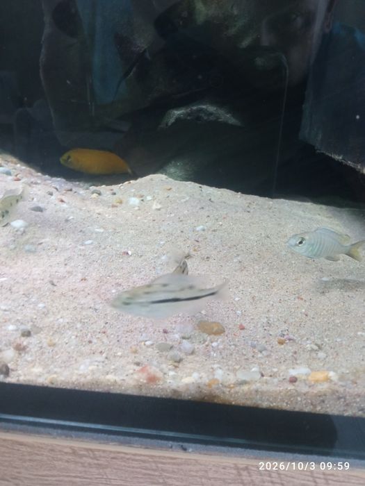 Protomelas taeniolatus red empress mlode