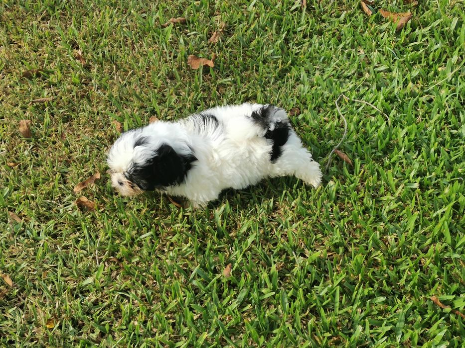 Shih-Stz  macho disponibel Entrego em todo o país e Suíça.