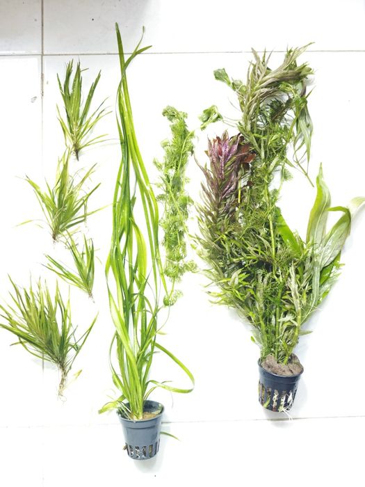 Plantas para aquário