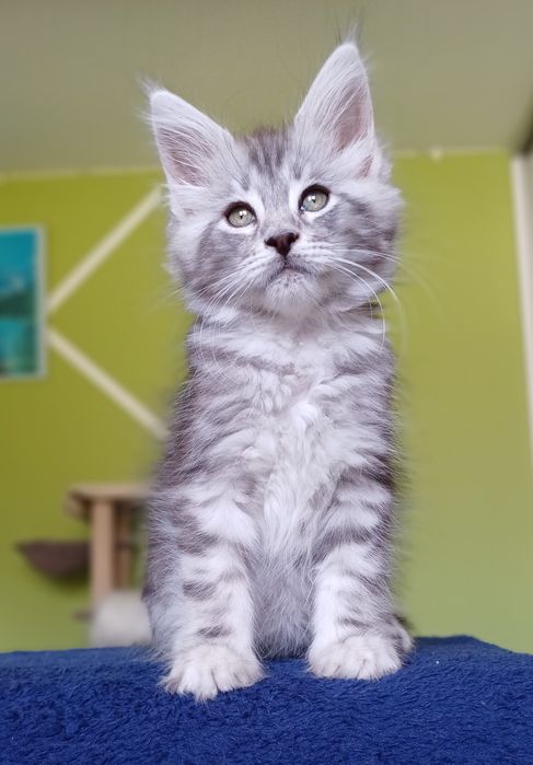 Maine Coon kotka ns22