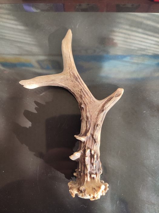 Продам РОГ козы.