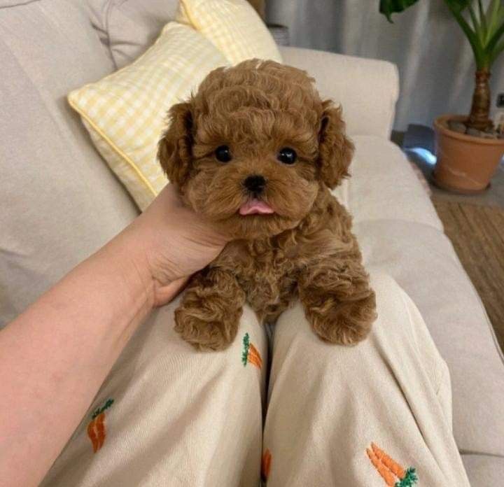 Мальтипу супер міні на Подарунок