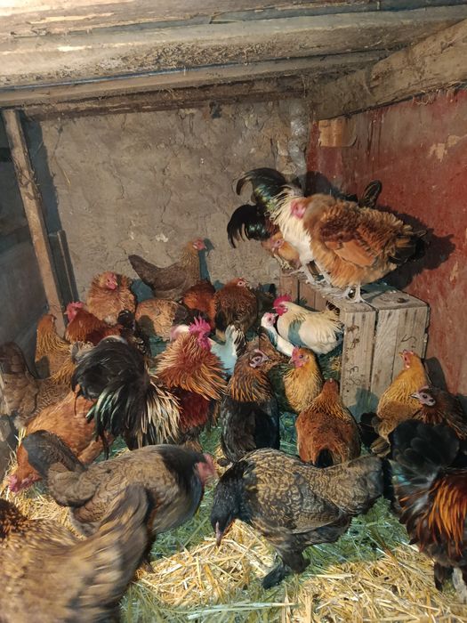 Курочки бентамочки инкубационное яйцо